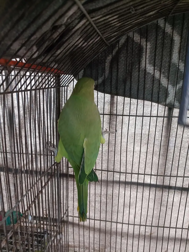 Green Ringneck Females — photo 7