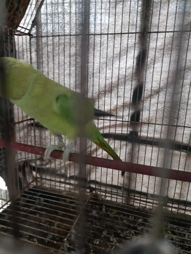 Green Ringneck Females — photo 8