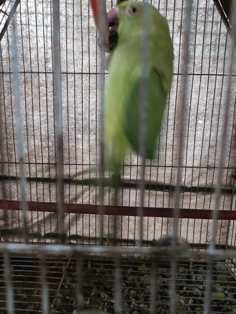 Green Ringneck Females — photo 9