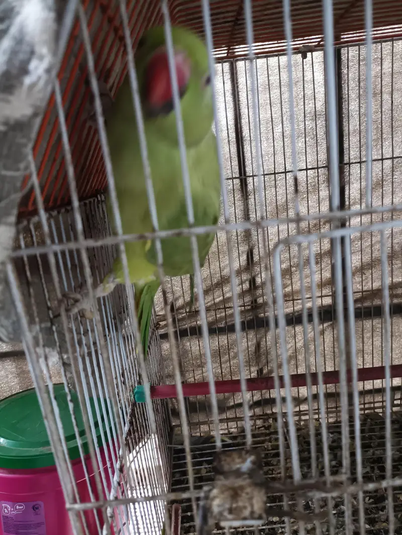 Green Ringneck Females — photo 10