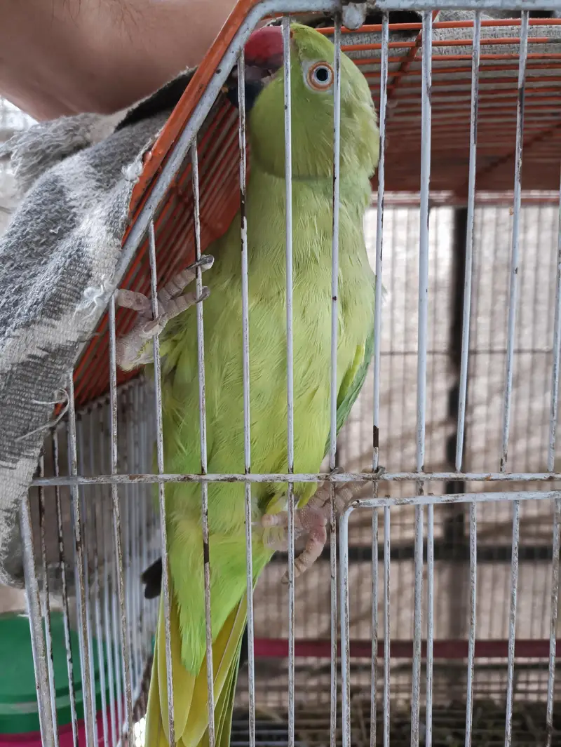 Green Ringneck Females — photo 11