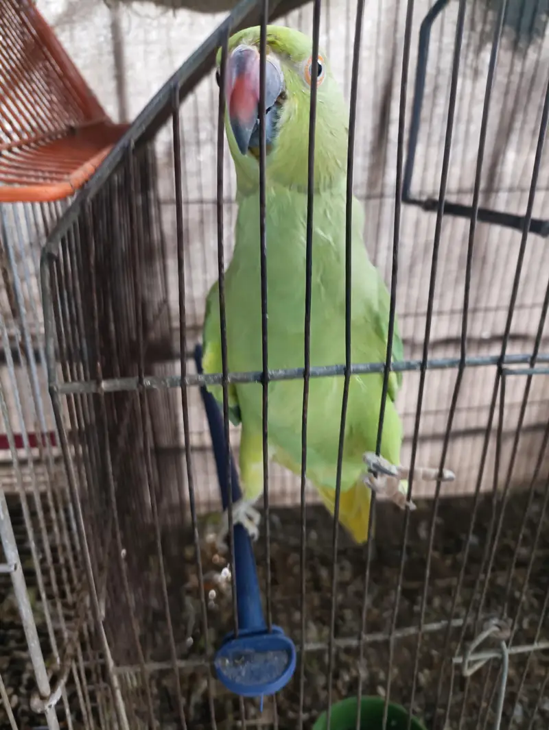 Green Ringneck Females — photo 12