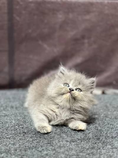 Cash on delivery persian cats & Kittens Available- Healthy & Playfull