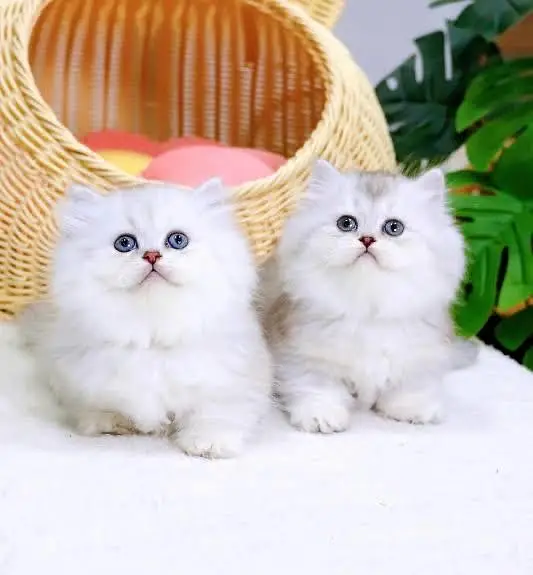 Persian kittens whatp ///0322 ///0396547/// — photo 3