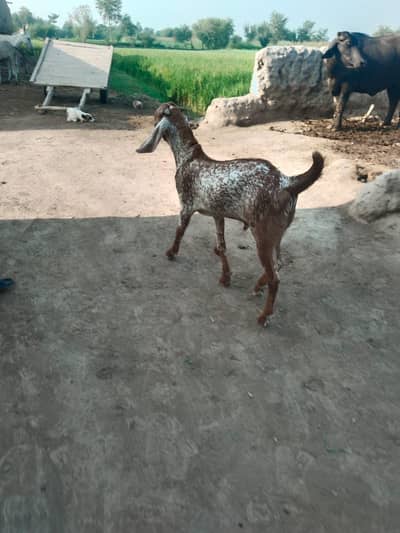 desi Bakra for sale
