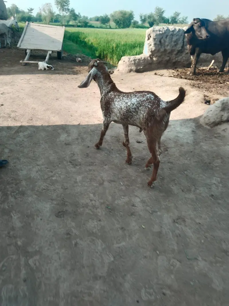 desi Bakra for sale