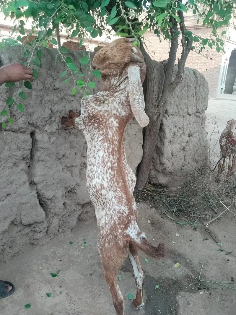 desi Bakra for sale — photo 3