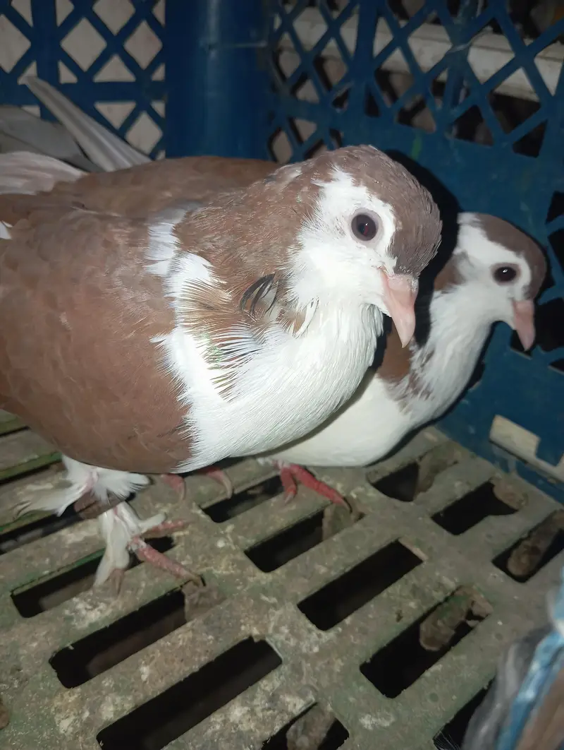peigons for sale — photo 2
