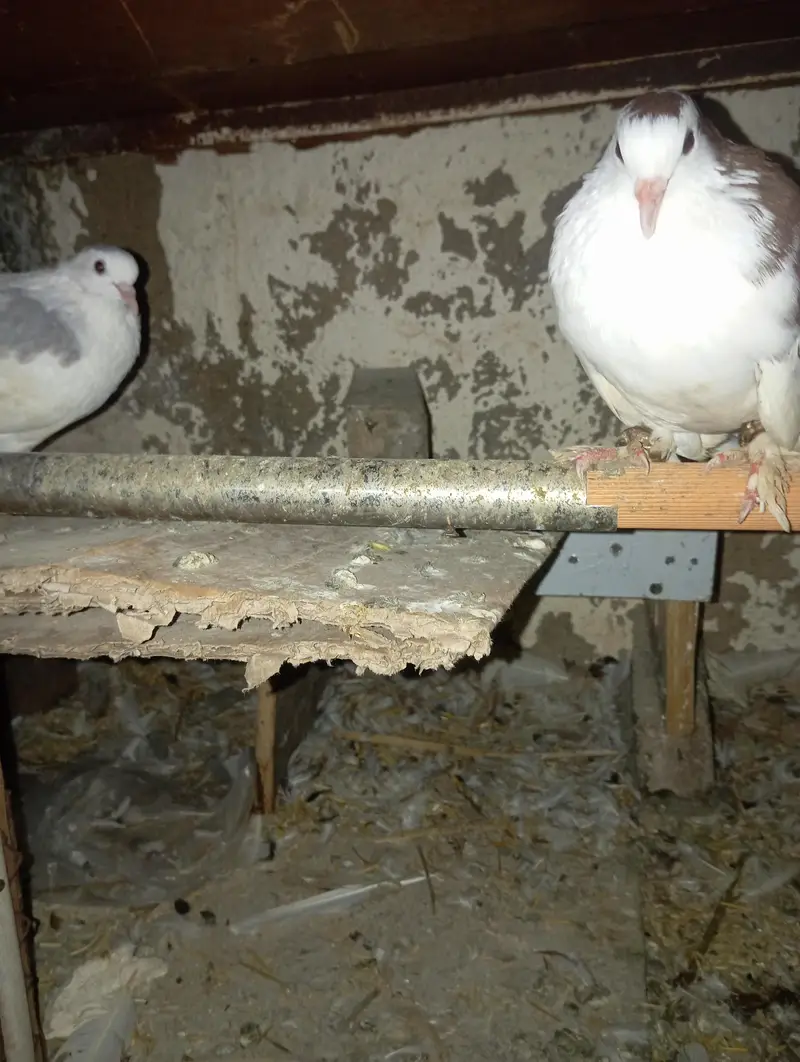 peigons for sale — photo 3
