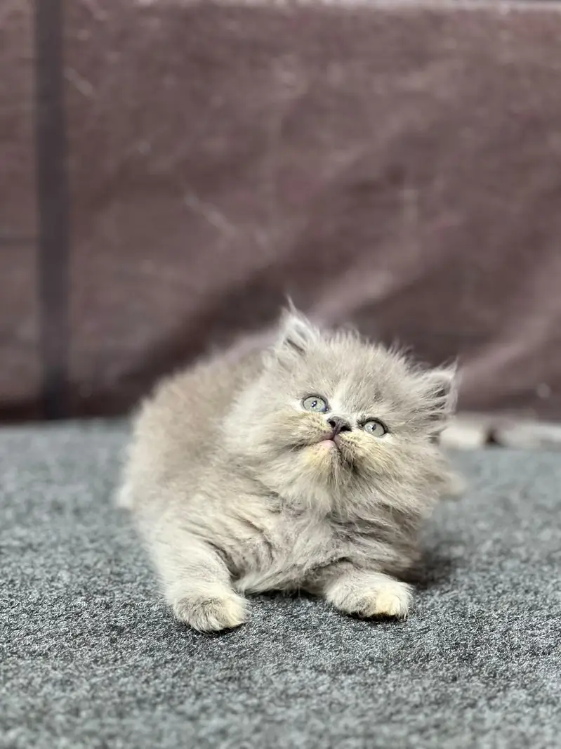 Cash on delivery persian cats & Kittens Available- Healthy & Playfull