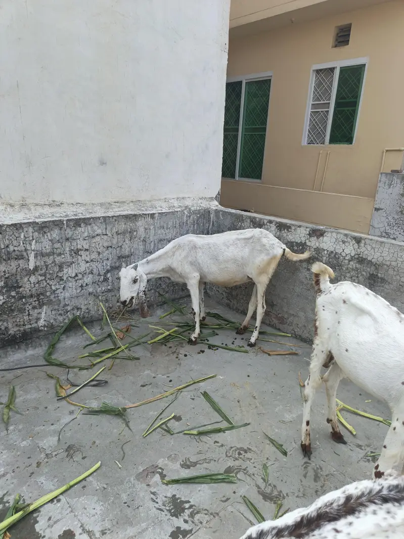 One Female Goat and 2 Male kids for sale