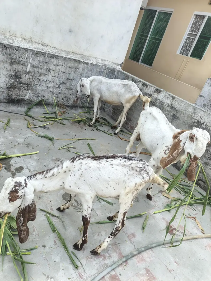 One Female Goat and 2 Male kids for sale — photo 2