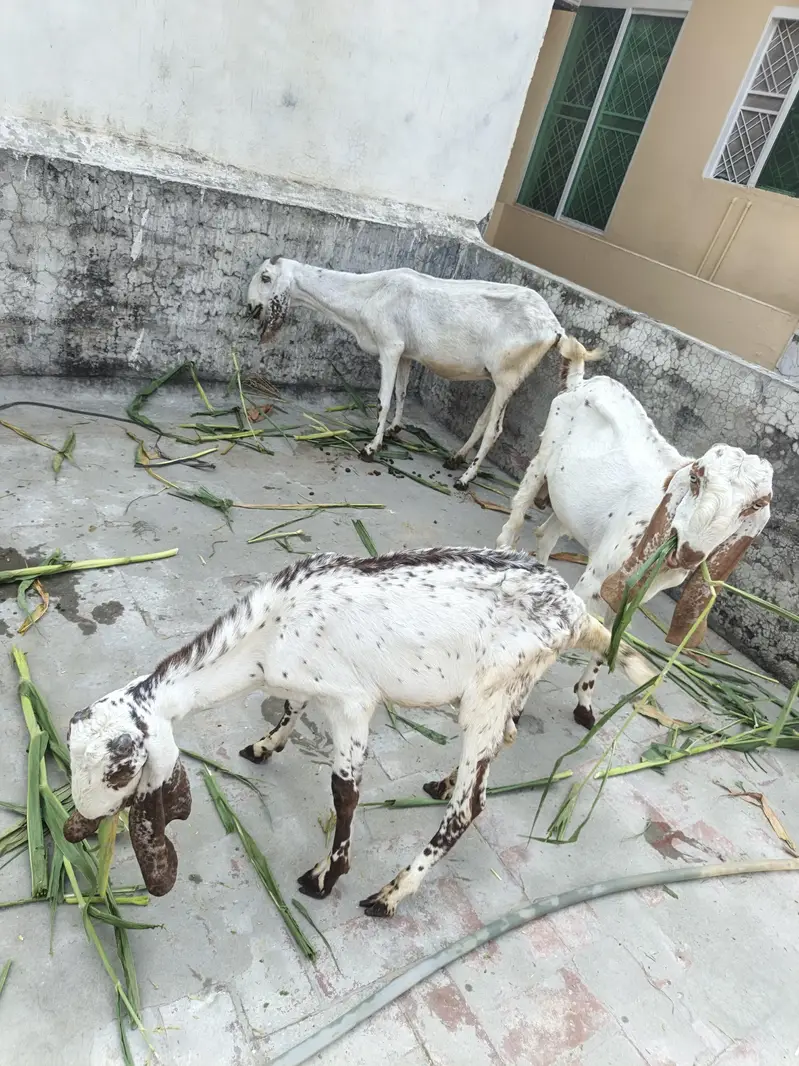 One Female Goat and 2 Male kids for sale — photo 3