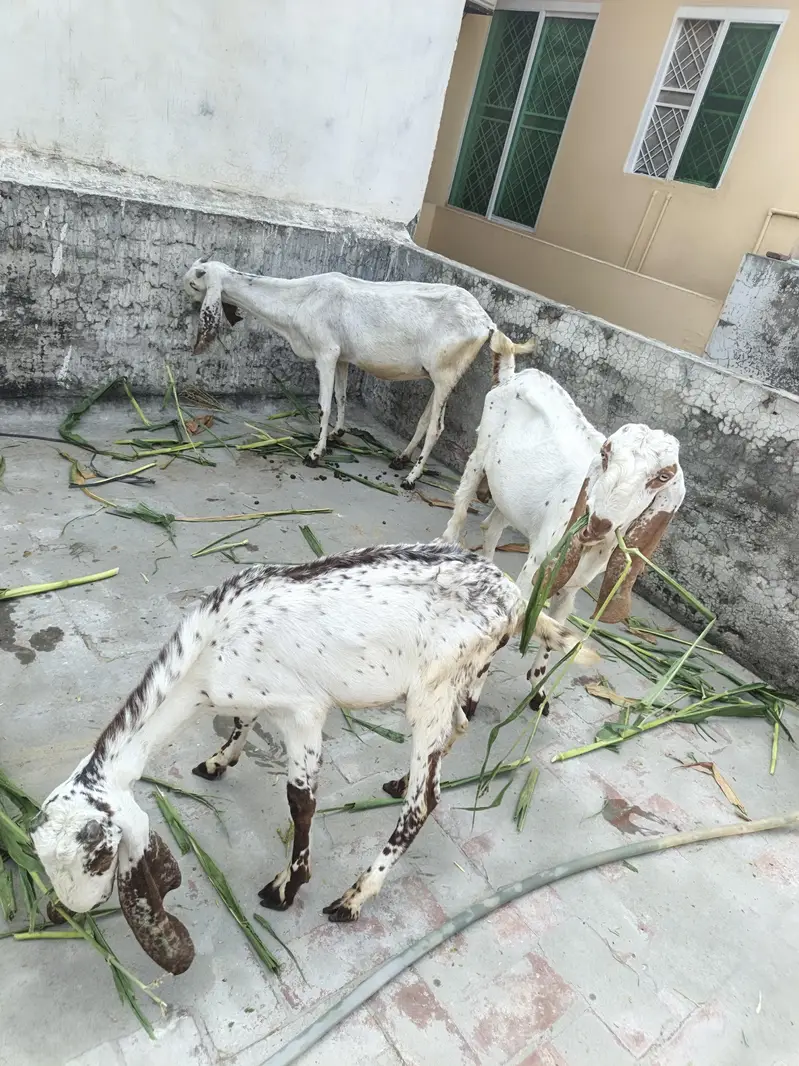 One Female Goat and 2 Male kids for sale — photo 4