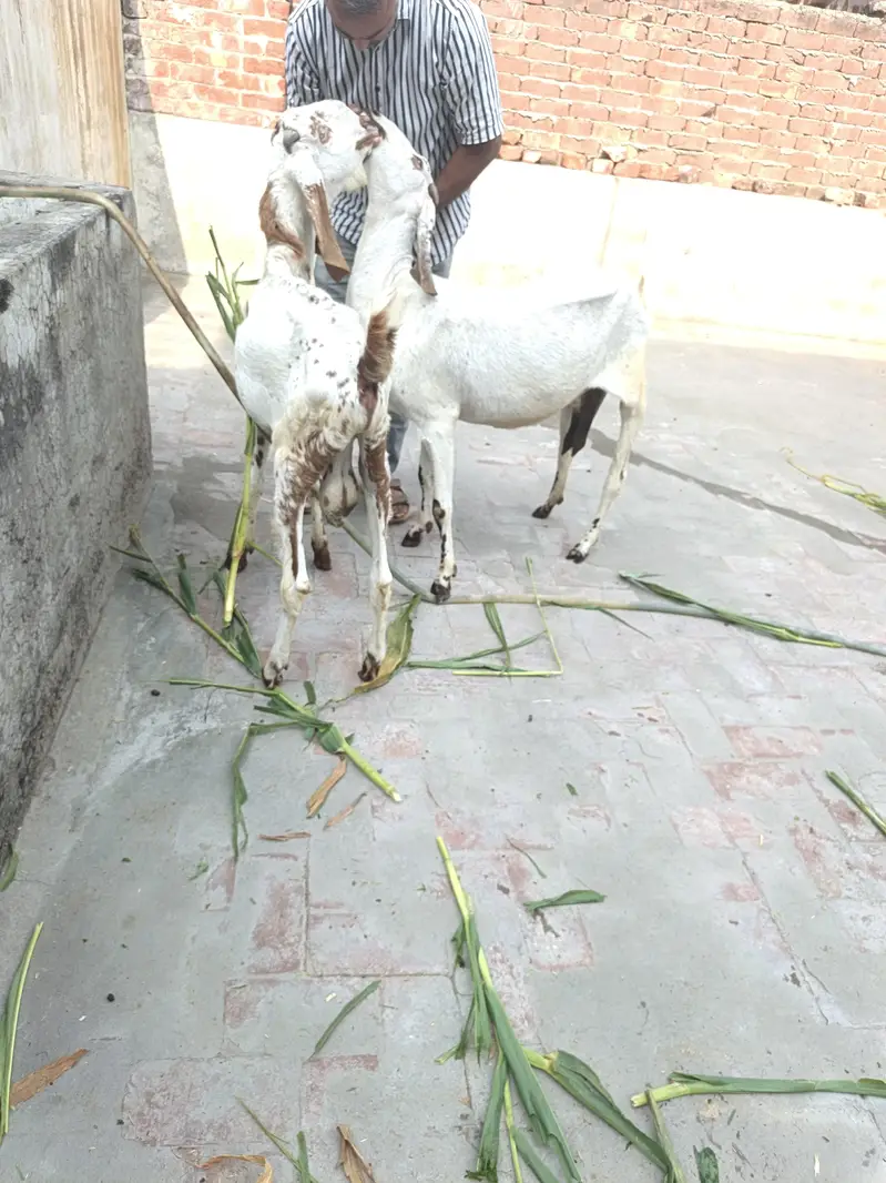 One Female Goat and 2 Male kids for sale — photo 5
