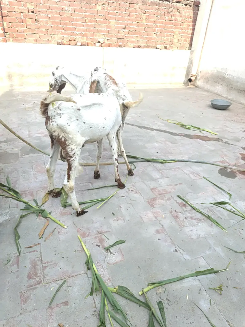 One Female Goat and 2 Male kids for sale — photo 6