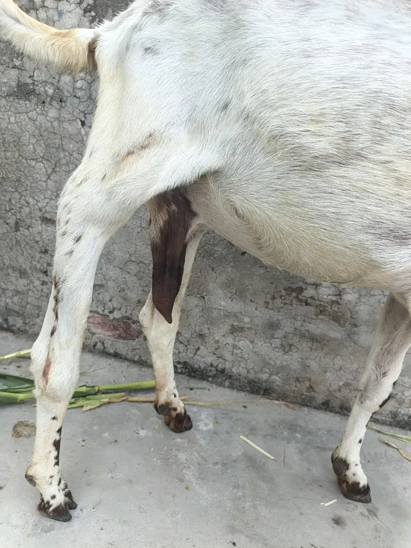 One Female Goat and 2 Male kids for sale — photo 7