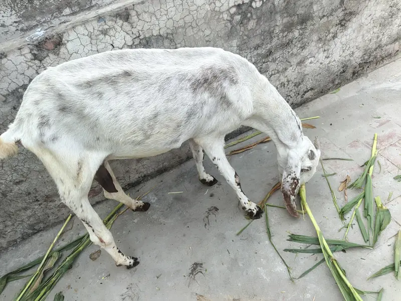One Female Goat and 2 Male kids for sale — photo 8