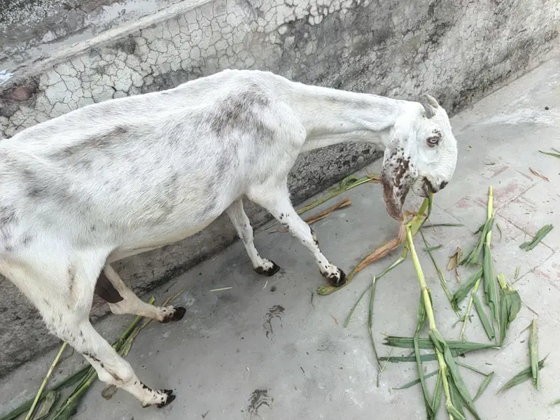 One Female Goat and 2 Male kids for sale — photo 9