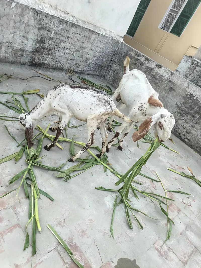 One Female Goat and 2 Male kids for sale — photo 10
