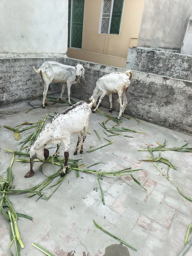 One Female Goat and 2 Male kids for sale — photo 11
