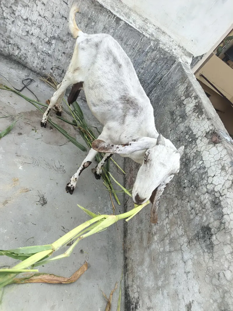 One Female Goat and 2 Male kids for sale — photo 12