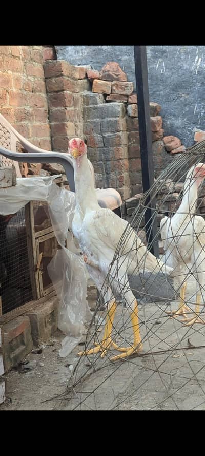 White shamo patha top quality