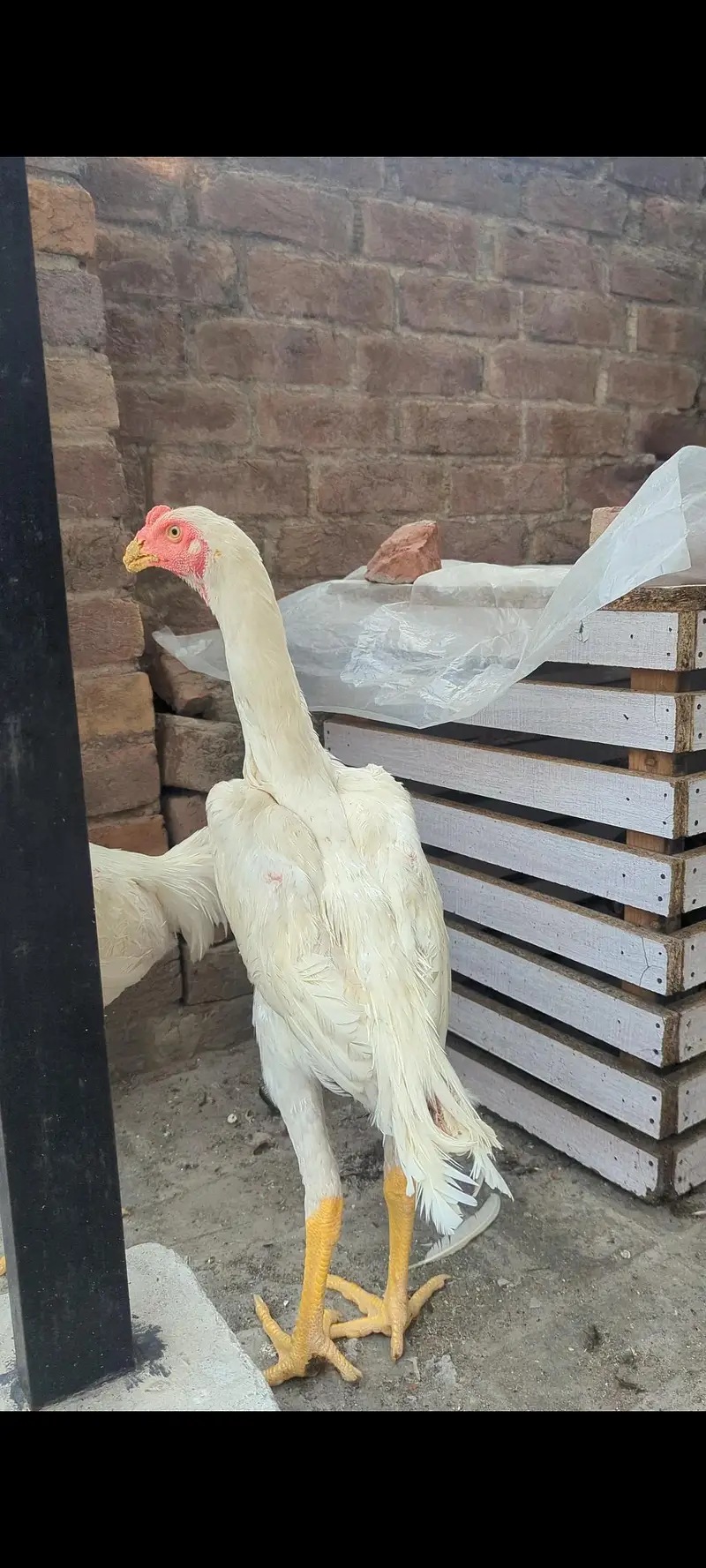 White shamo patha top quality — photo 2