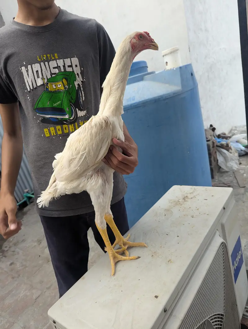 White shamo patha top quality — photo 3