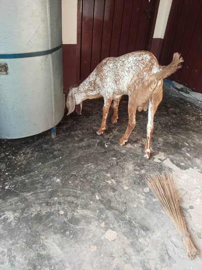 desi Bakra for Sale Mashallah