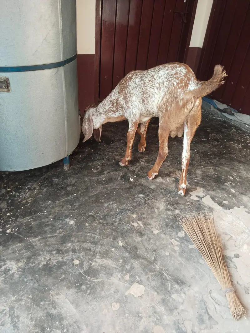 desi Bakra for Sale Mashallah