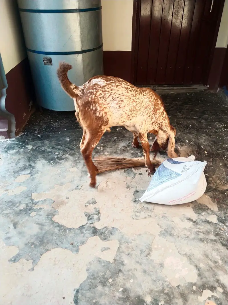 desi Bakra for Sale Mashallah — photo 2