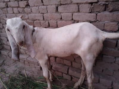 desi Bakra for Sale Mashallah