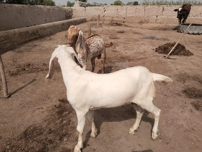 desi Bakra for Sale Mashallah — photo 3