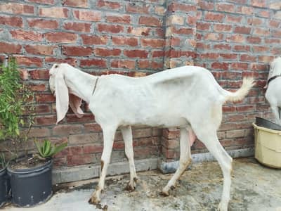 rajanpori bakri or path