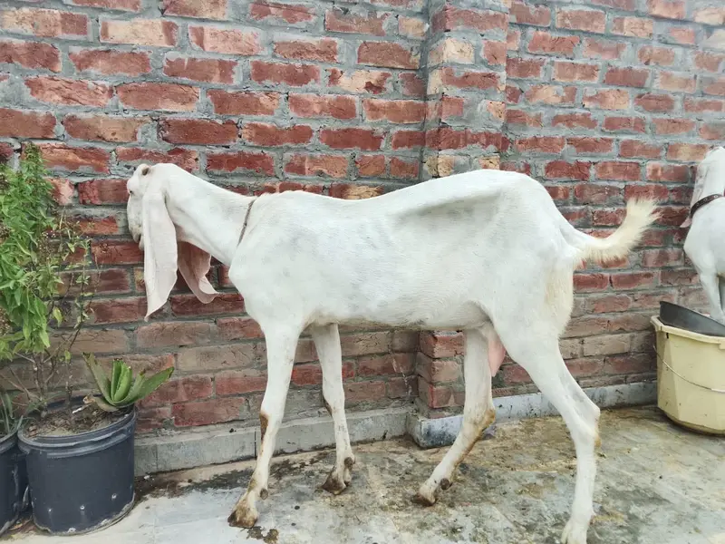 rajanpori bakri or path