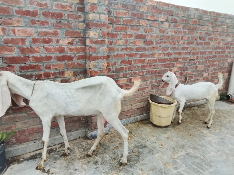rajanpori bakri or path — photo 2
