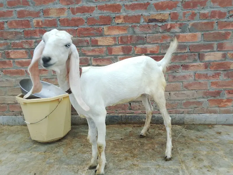 rajanpori bakri or path — photo 3
