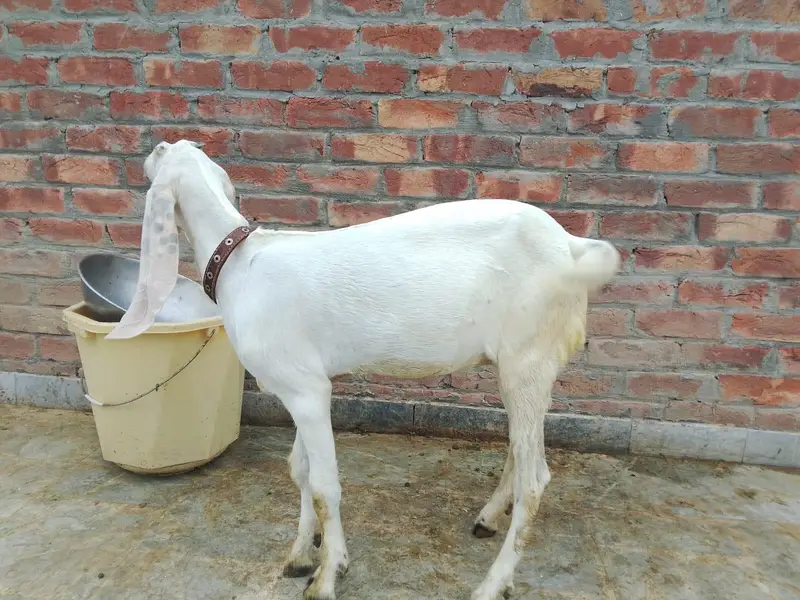 rajanpori bakri or path — photo 4