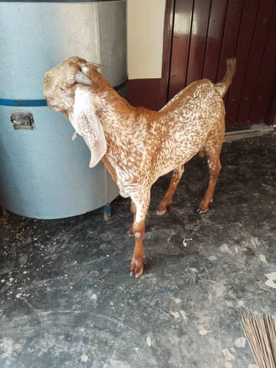 desi Bakra for Sale