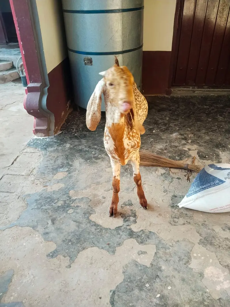 desi Bakra for Sale — photo 3