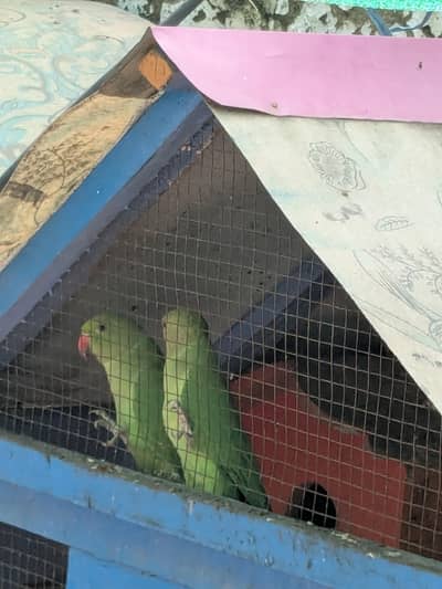 green ringneck pathay