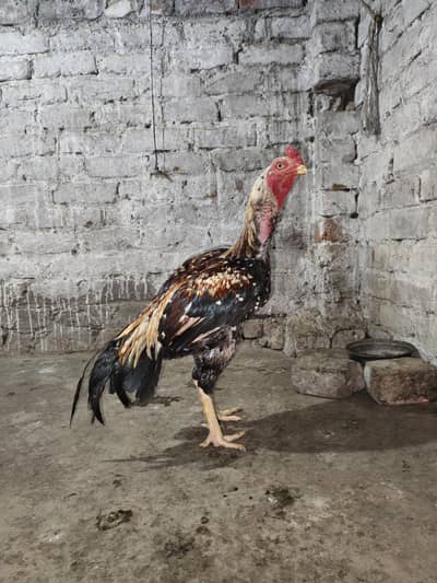 cheena or jawa home breed ha saf nok nali ma