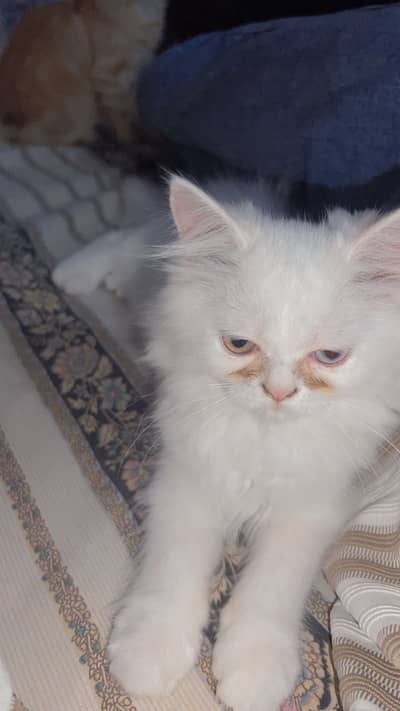 Persian cat