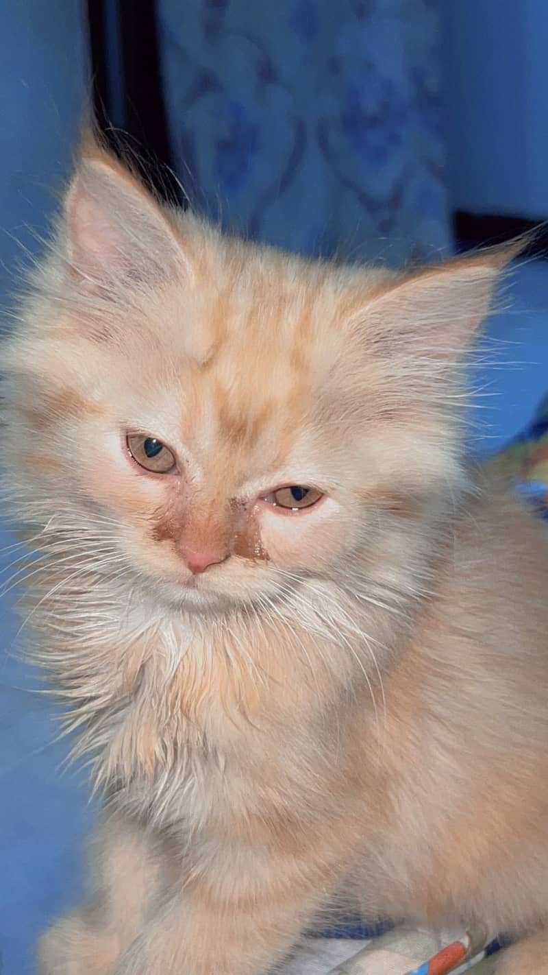Persian cat 2