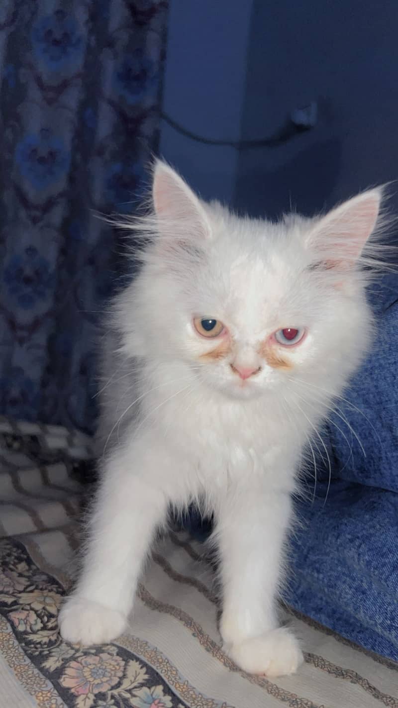 Persian cat 3