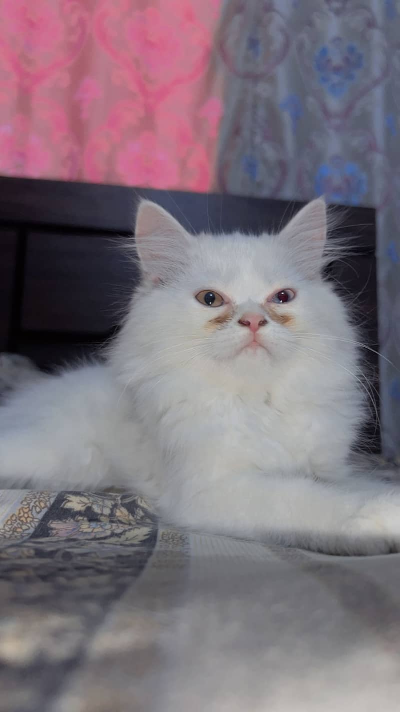 Persian cat 4