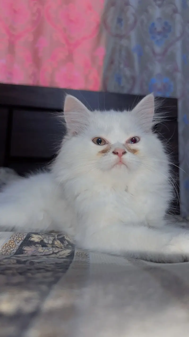 Persian cat — photo 5