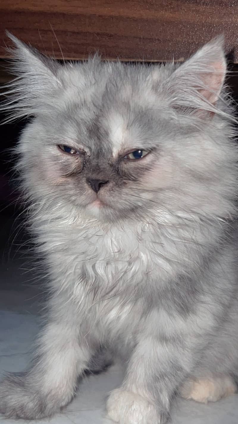 Persian cat 5