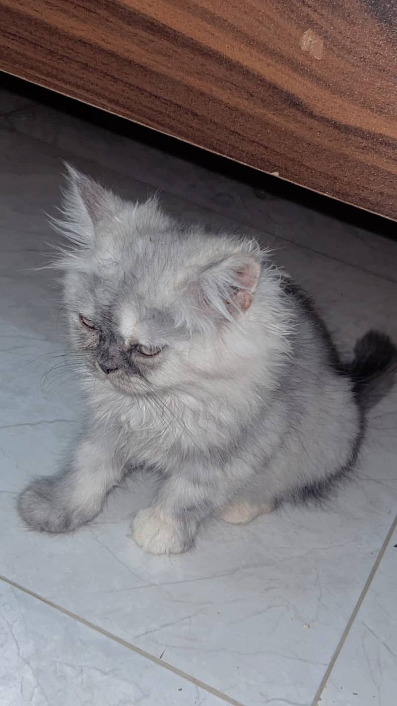 Persian cat 8